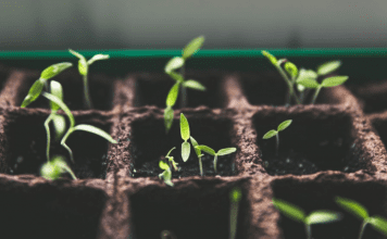 4 Tips for Starting Vegetable Seedlings Omaha Mom